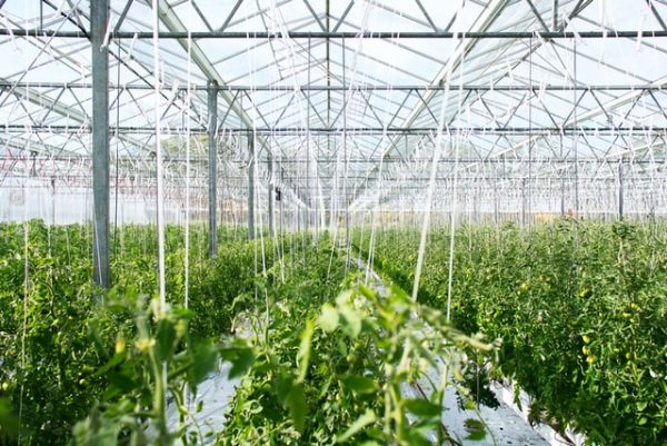 Dehumidifying Plants in Greenhouse